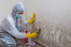 Why You Should Choose Our Mold Remediation Services in West Covina, CA